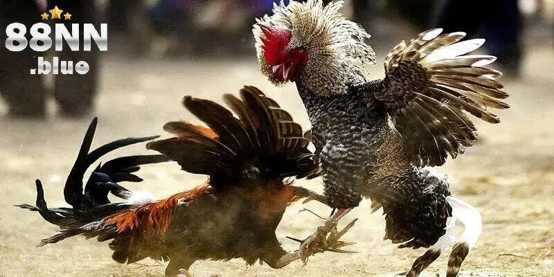 Cách nuôi đá gà cựa tròn 88NN hiệu quả từ sư kê