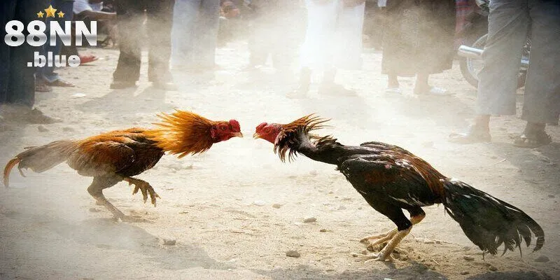 Đá gà cựa dao 88NN hấp dẫn bởi sự gay cấn